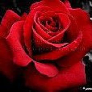 Meet your Posher, Rhiannon